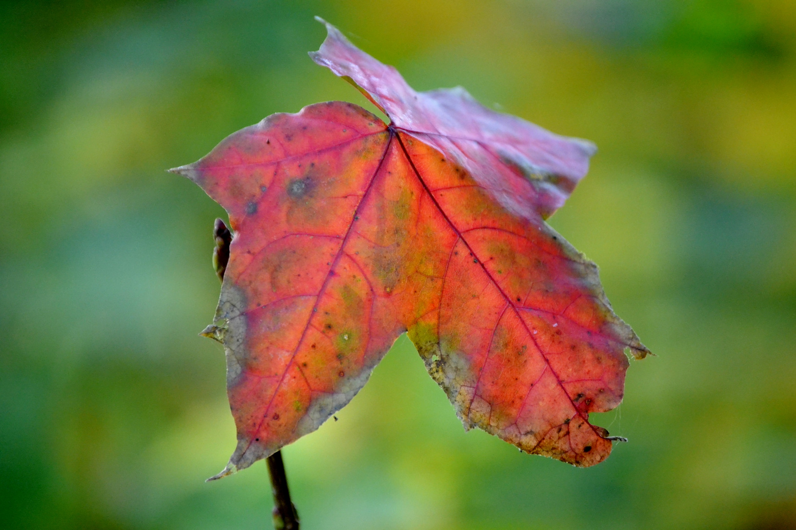 Herbst