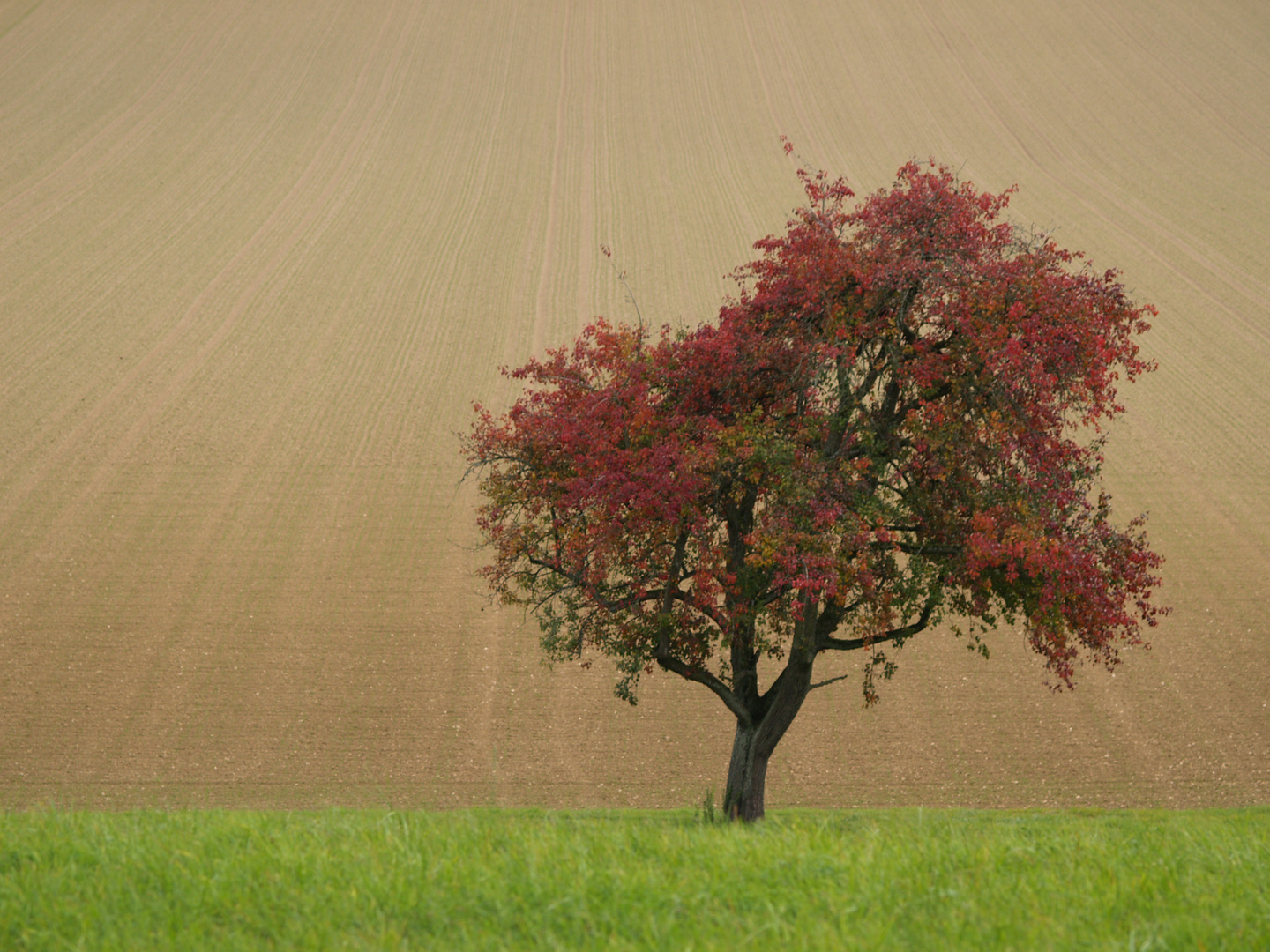 Herbst