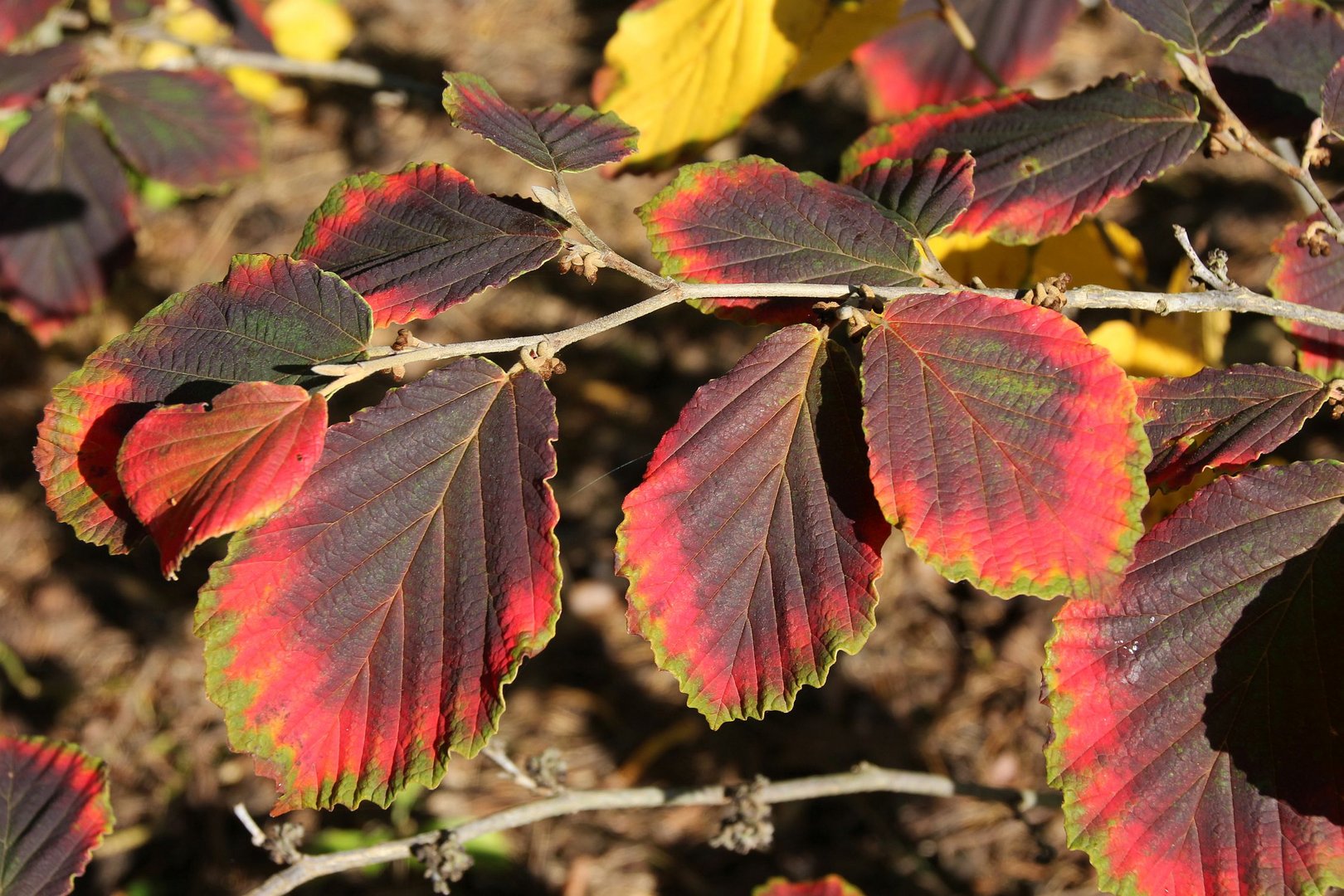 Herbst...