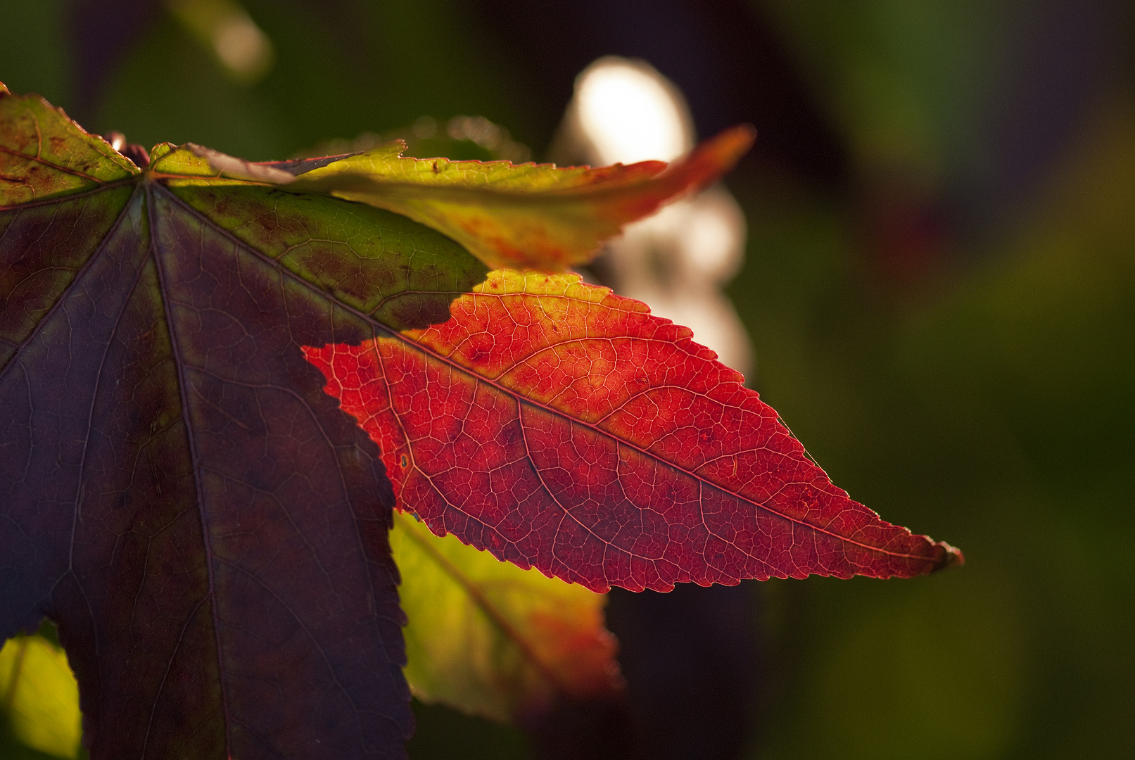 Herbst 8