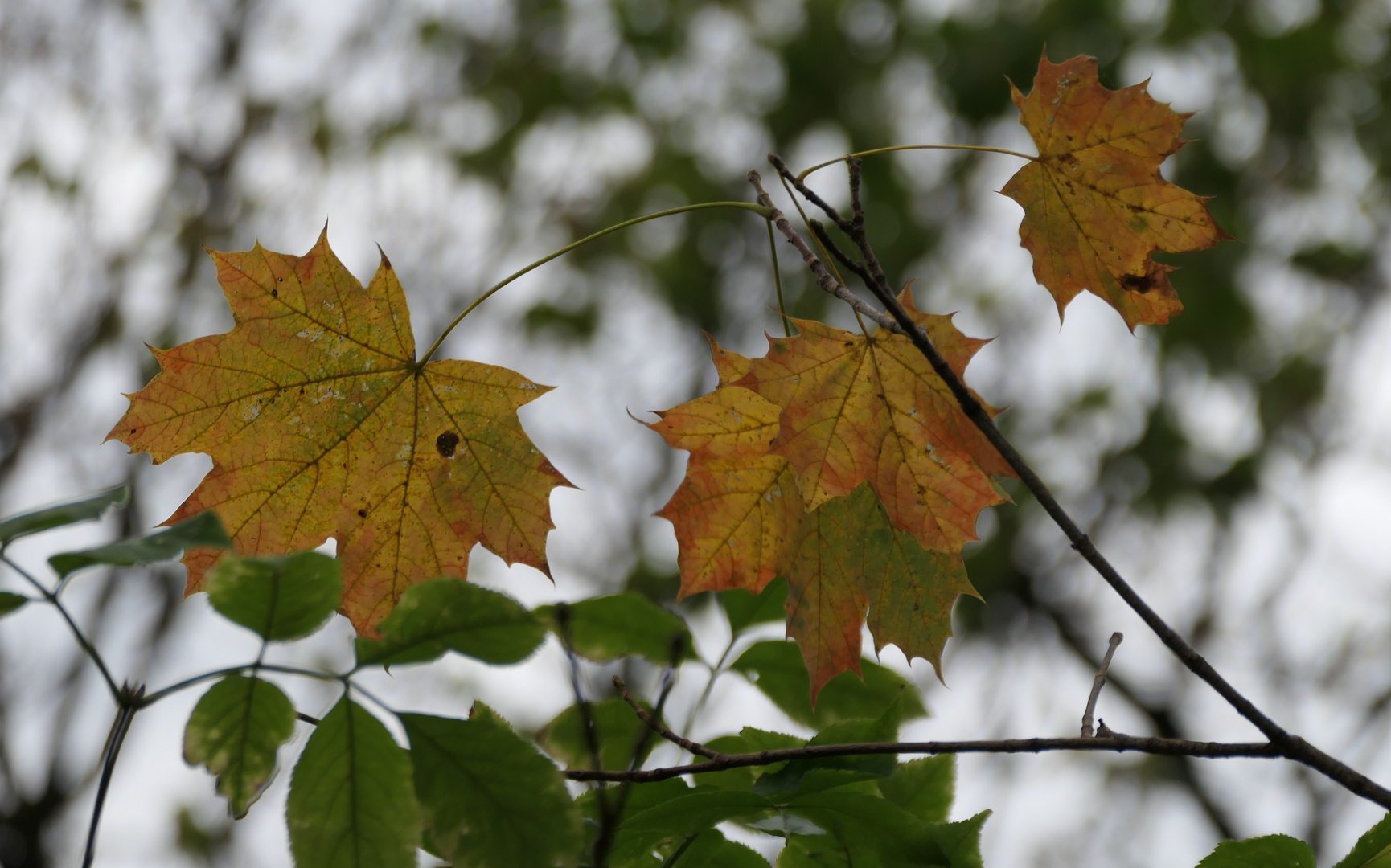 Herbst