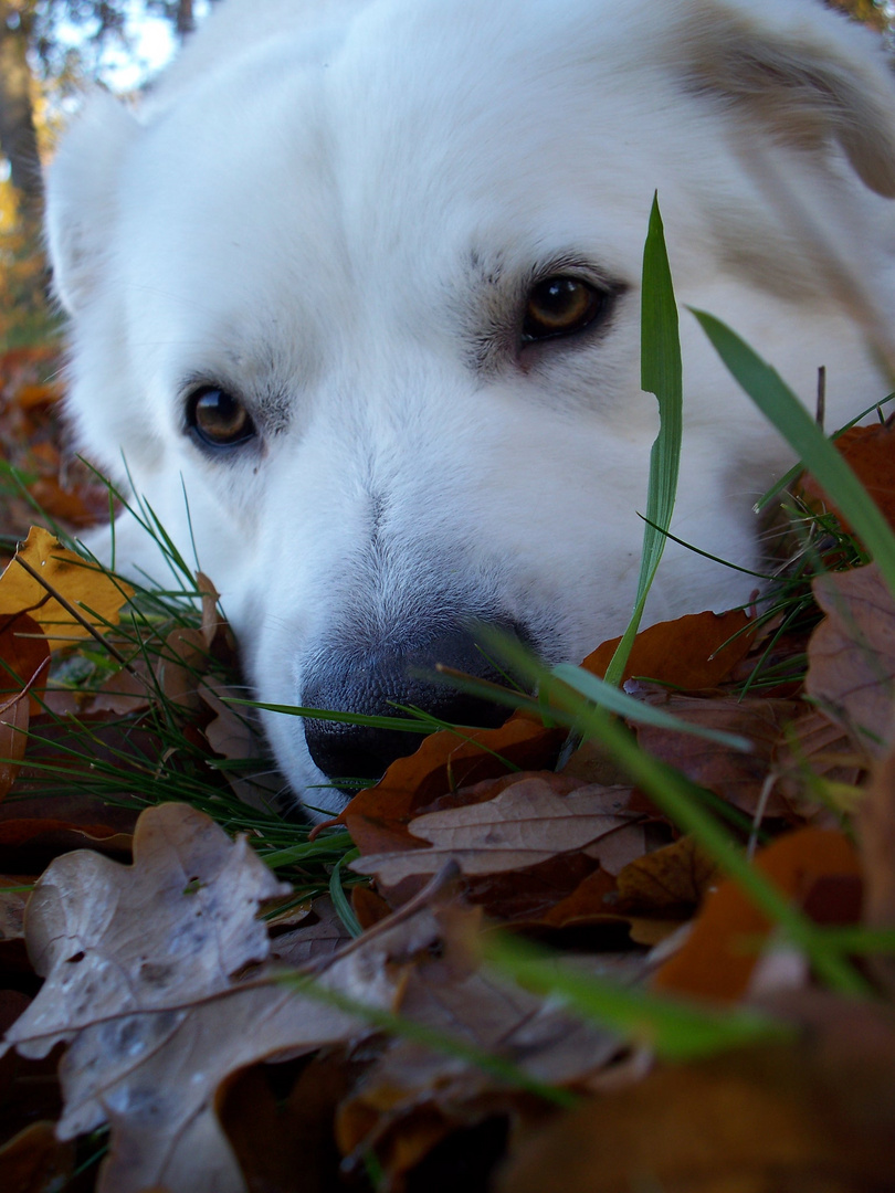 Herbst