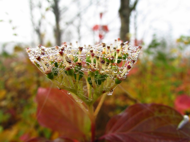 herbst