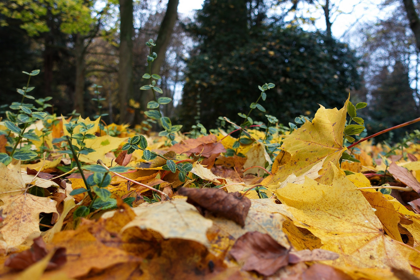 "Herbst"