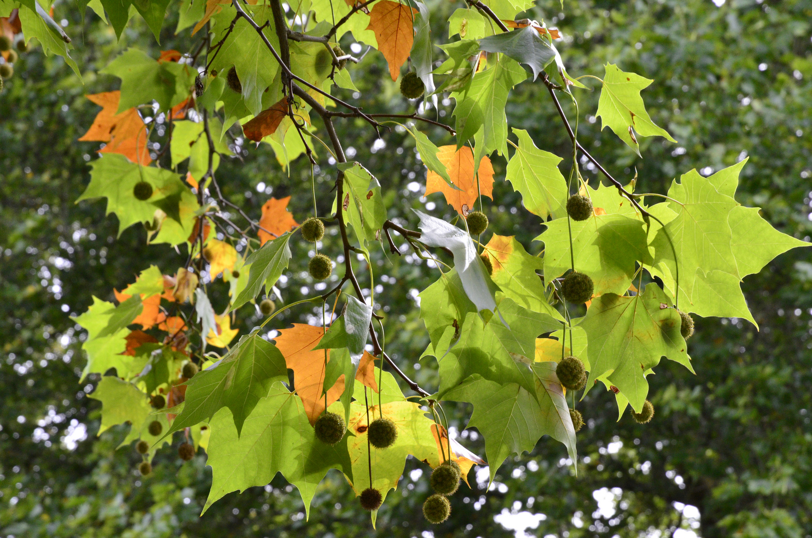 Herbst