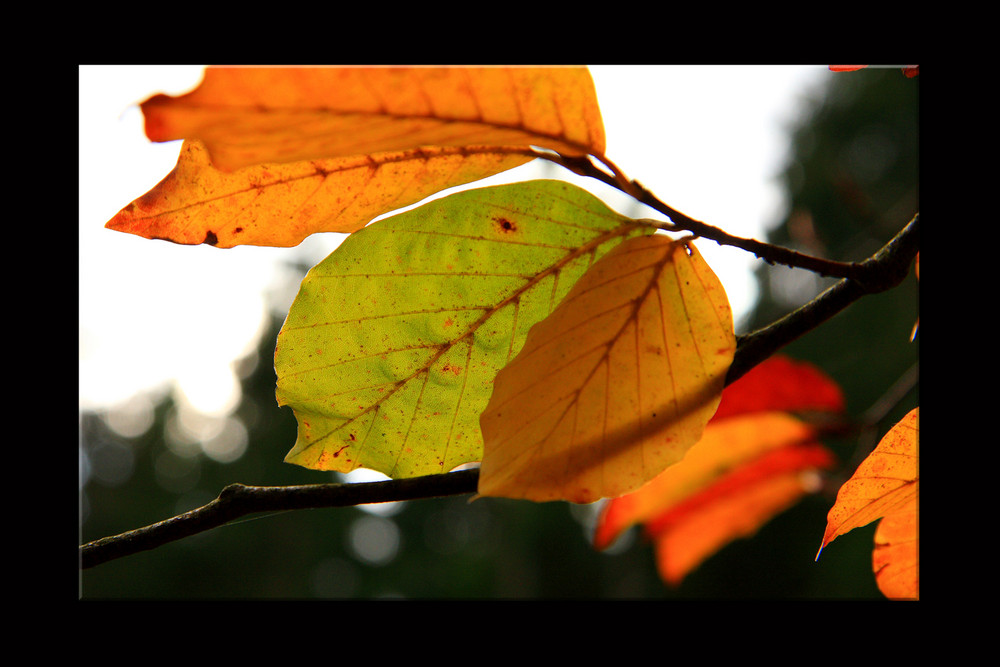 Herbst