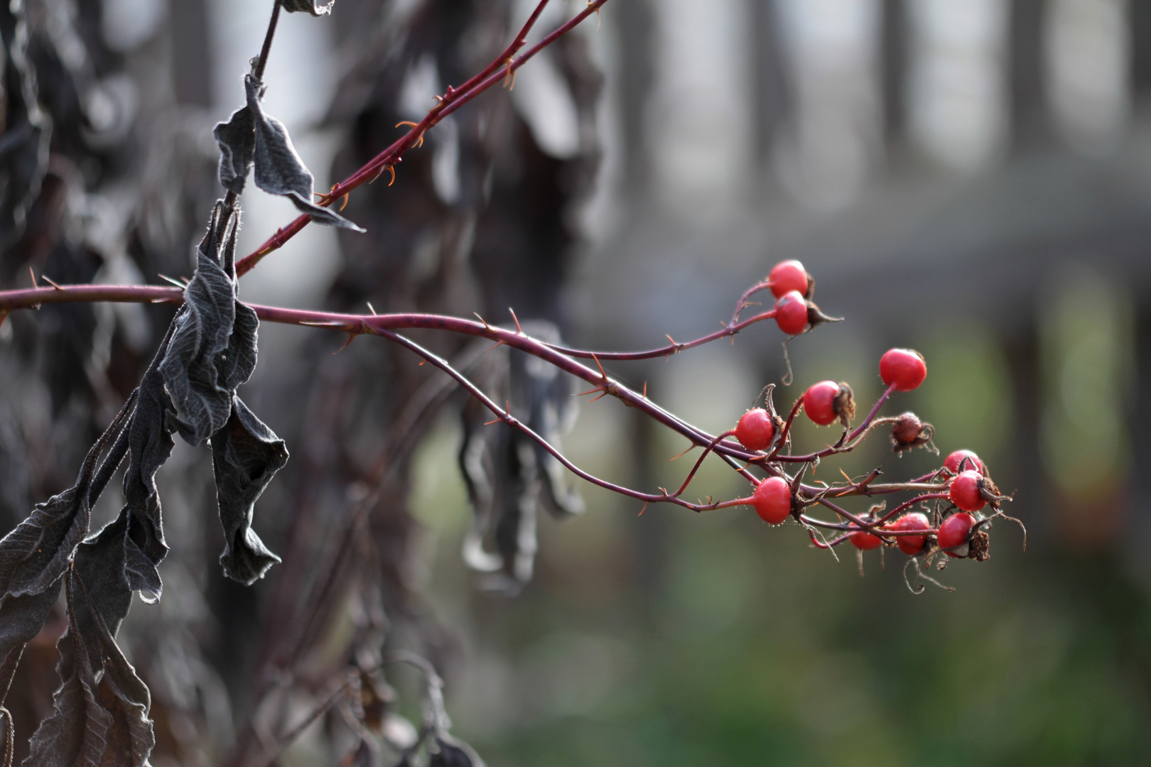 Herbst