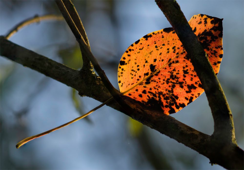 Herbst