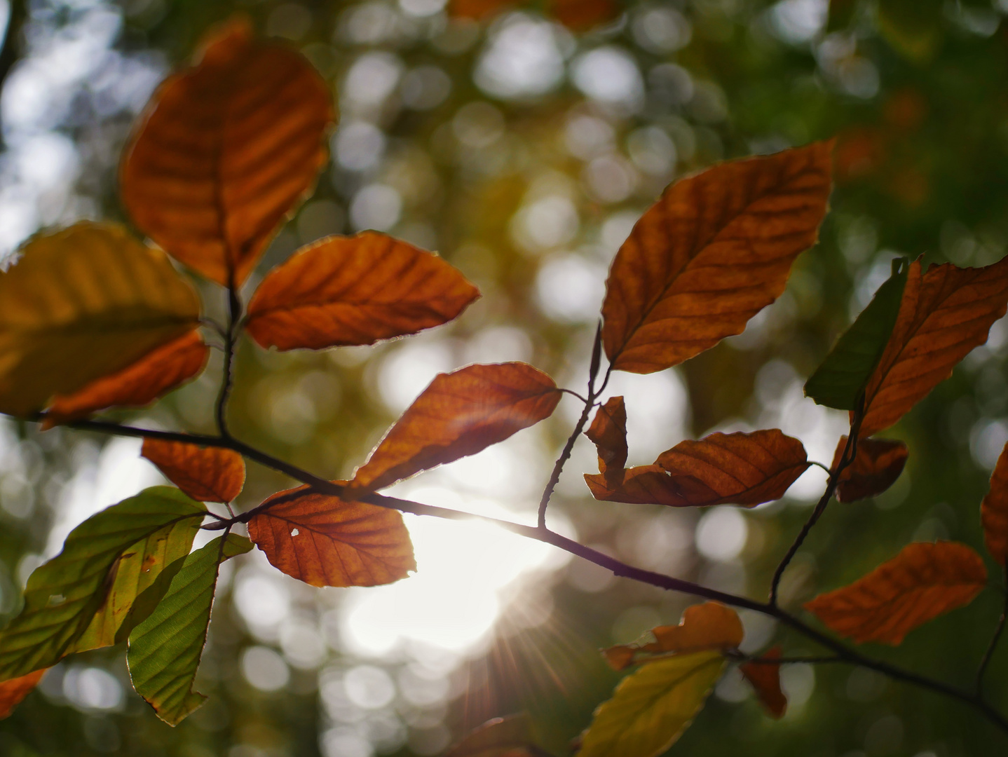 Herbst