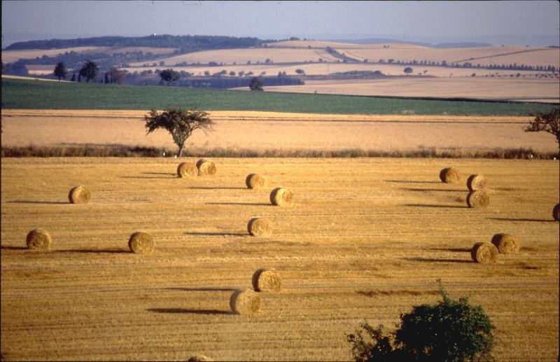 herbst