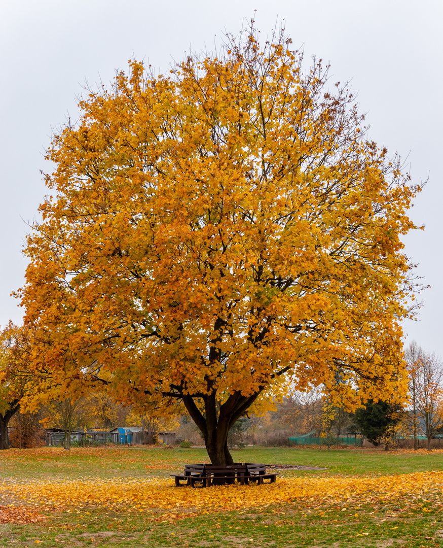 Herbst