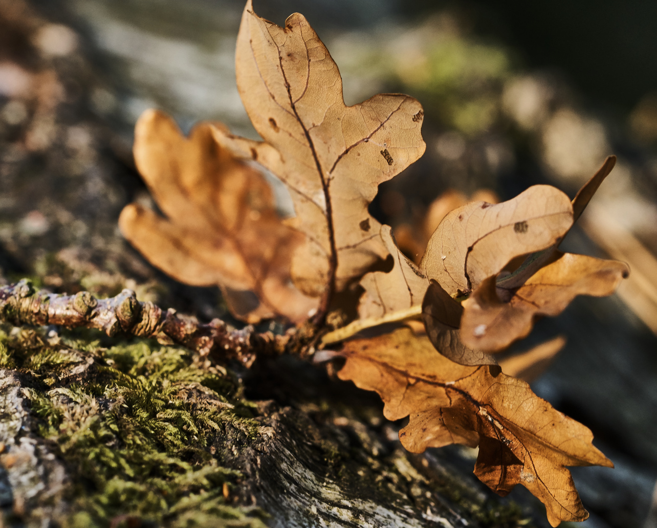 Herbst