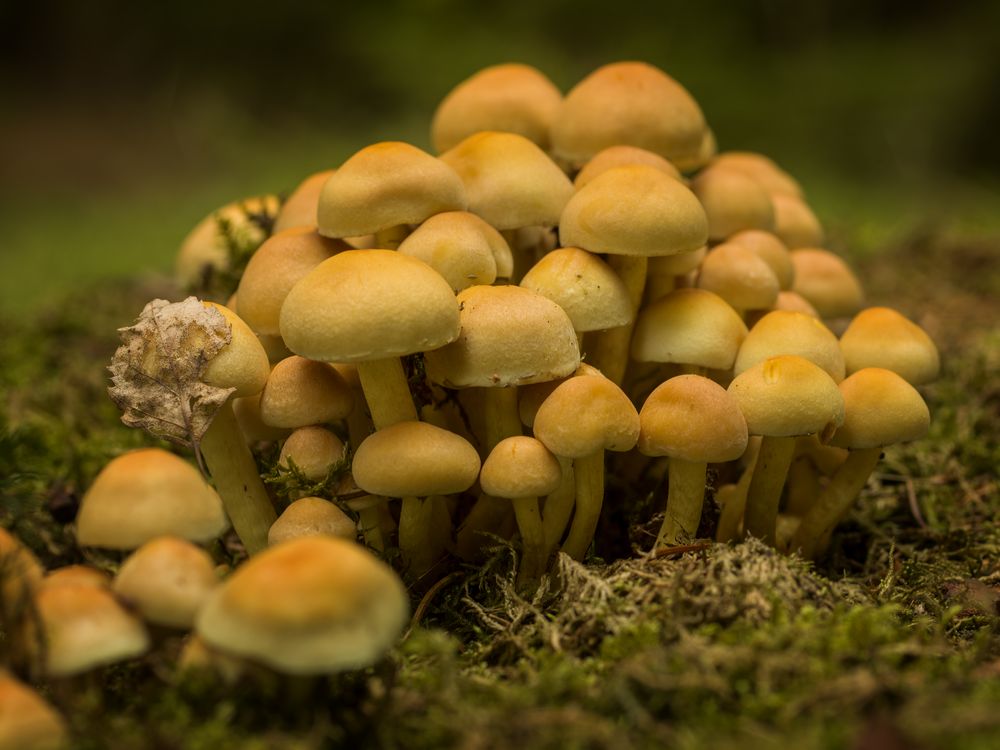 Herbst Foto & Bild | pflanzen, pilze & flechten, pilze & flechten