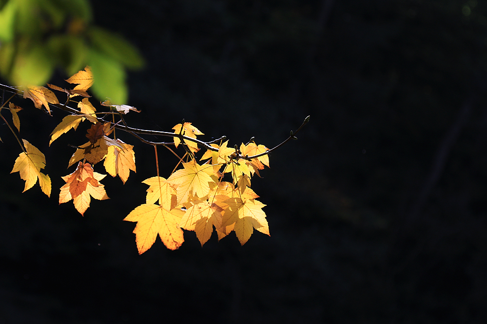 Herbst