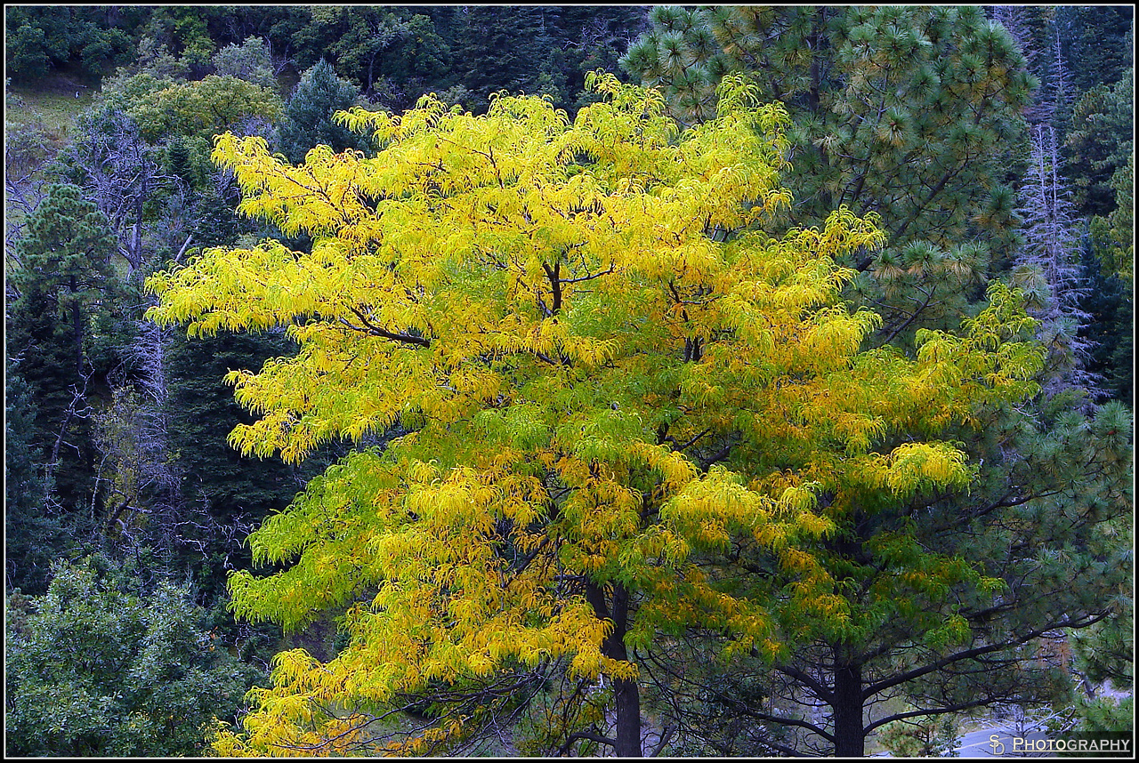 Herbst