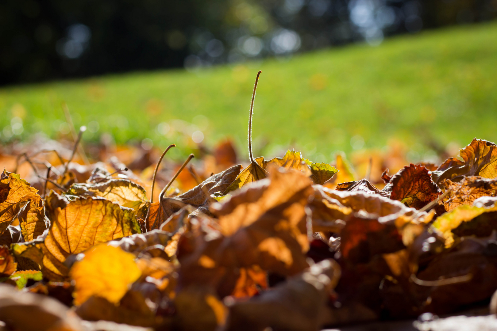 Herbst