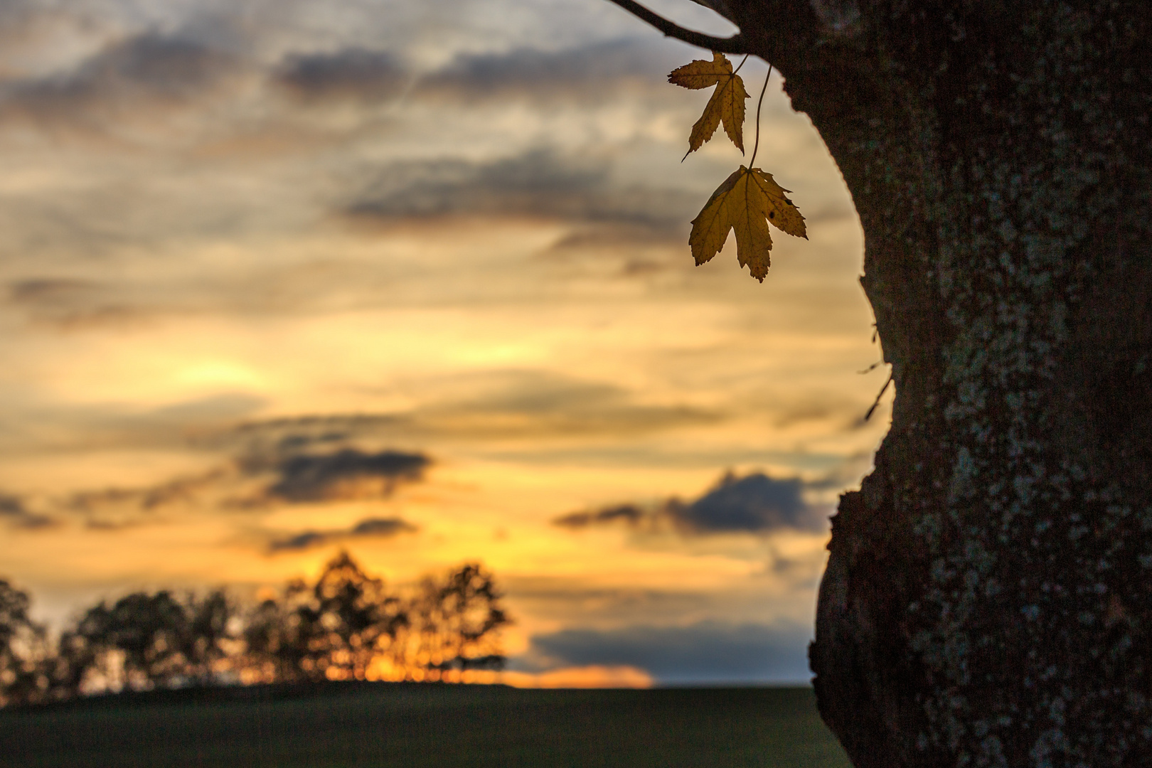 Herbst