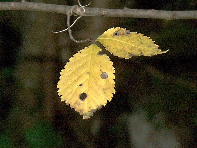 Herbst