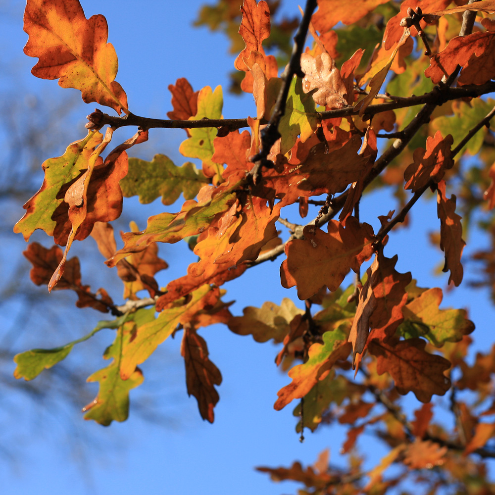 Herbst