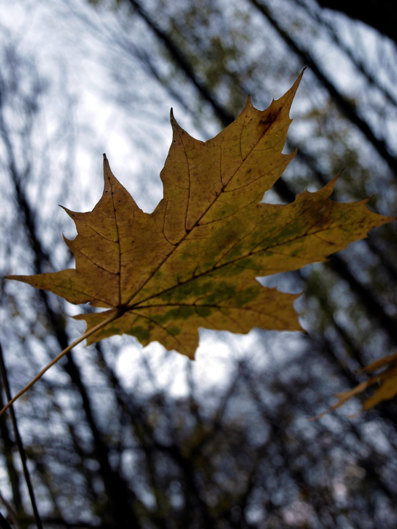 herbst