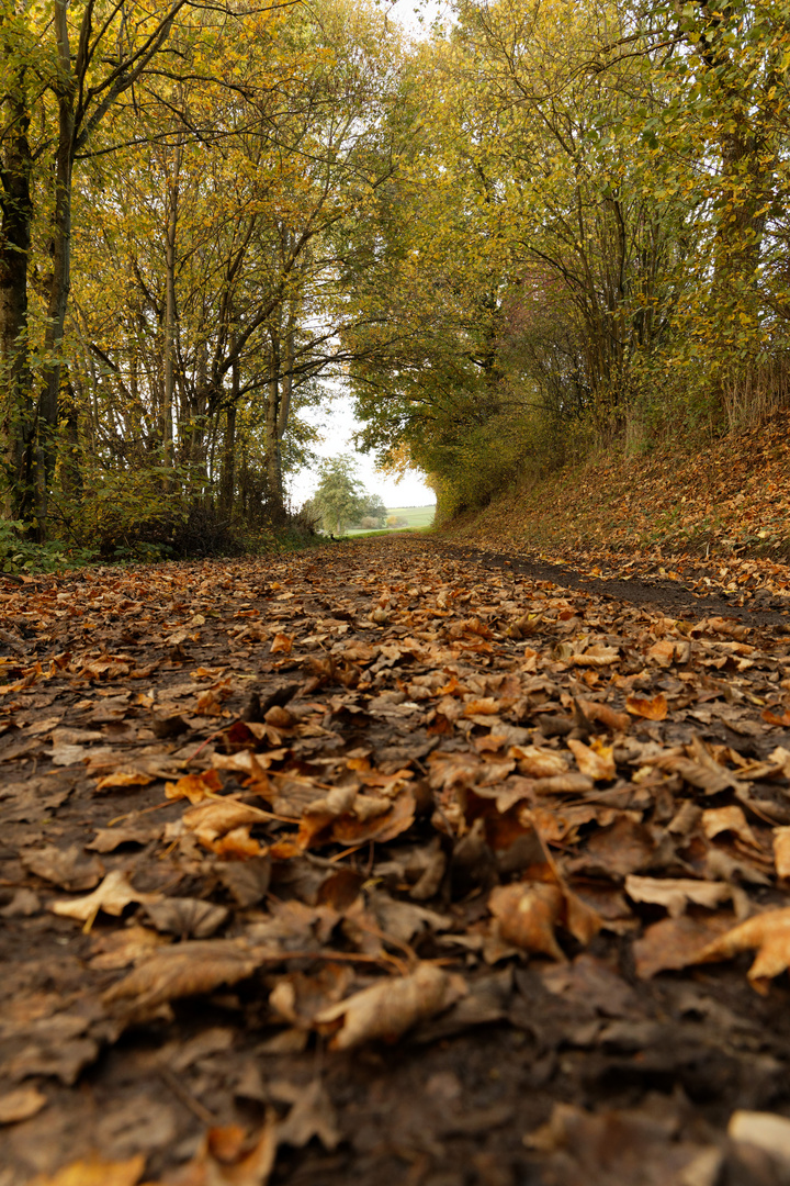 Herbst