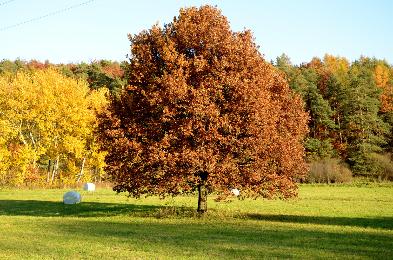 Herbst