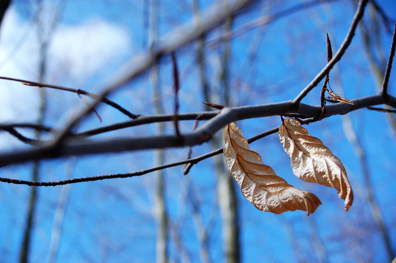 Herbst