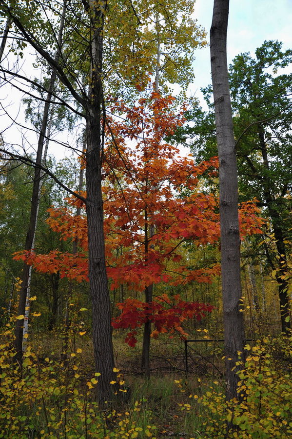 HERBST