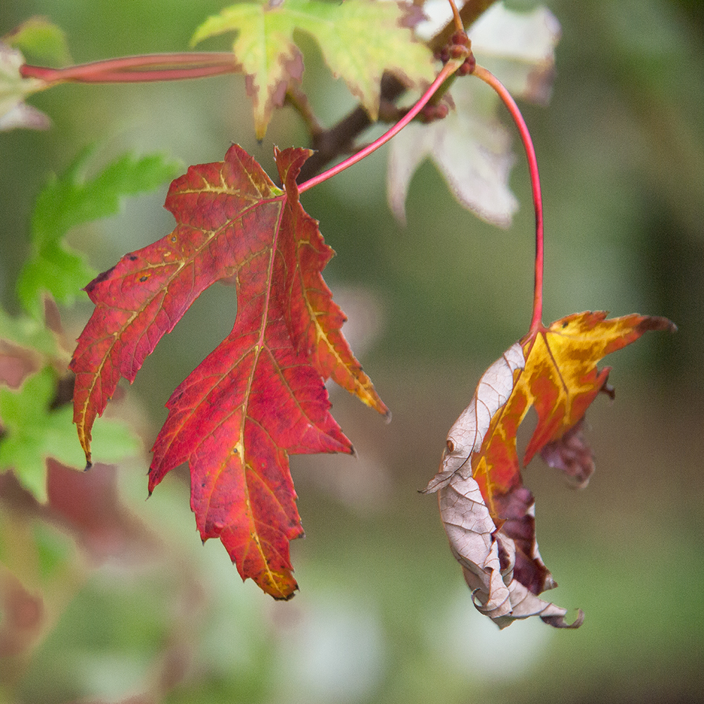 Herbst