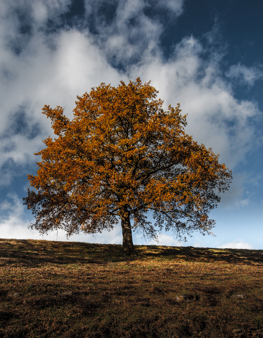 Herbst