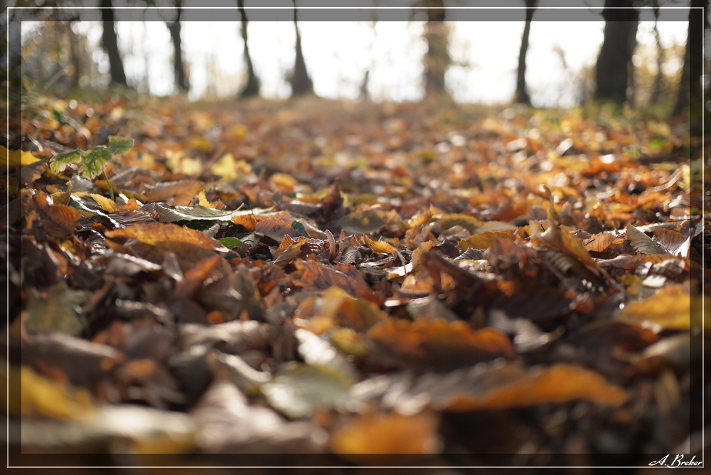 Herbst 9