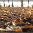 Herbst 9