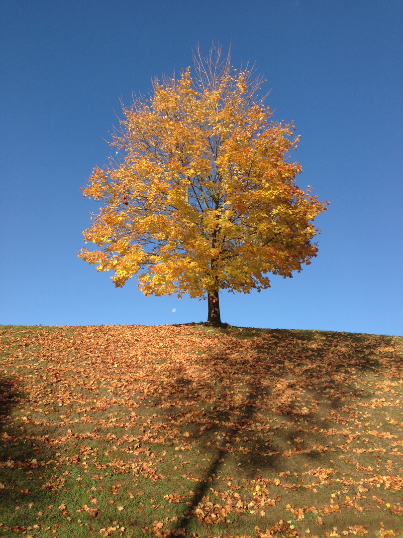 Herbst