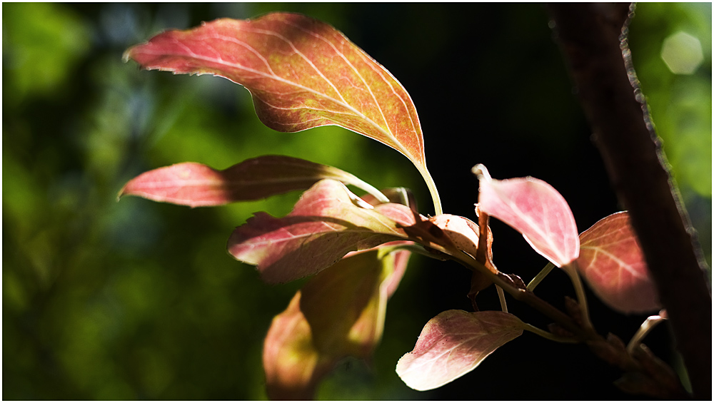 herbst