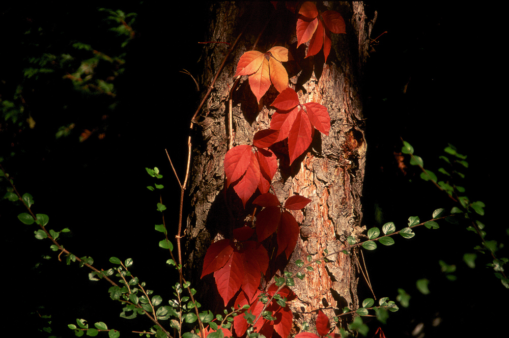 Herbst