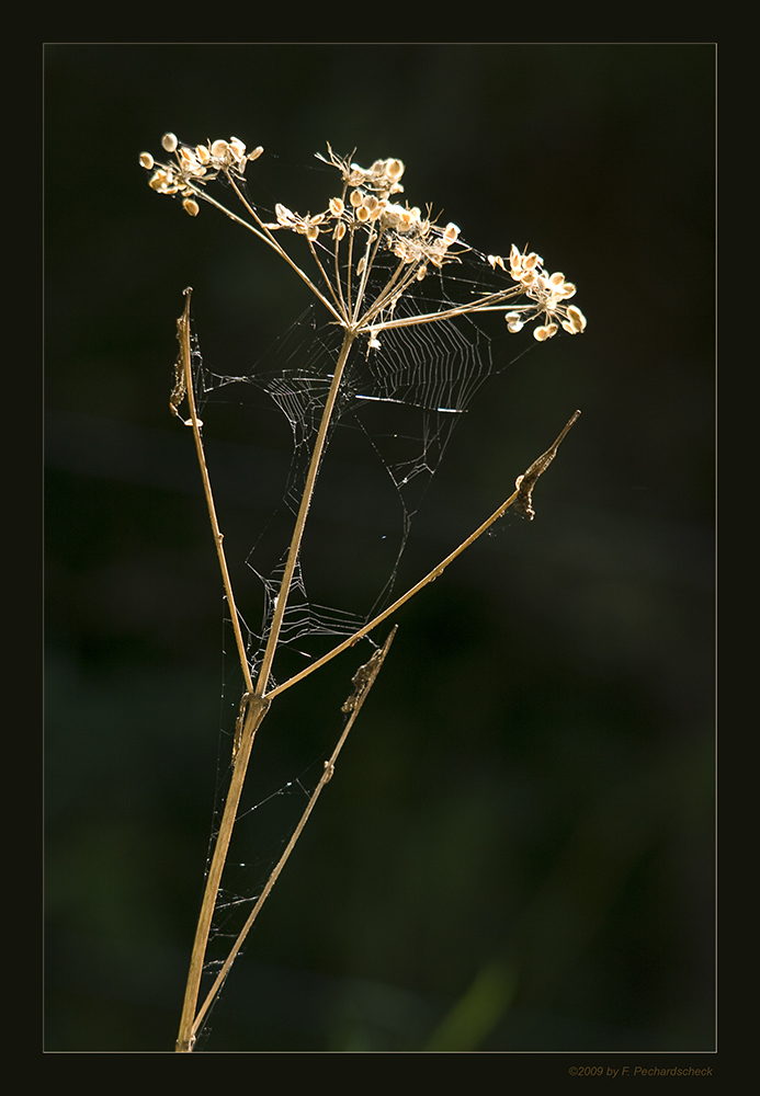 Herbst