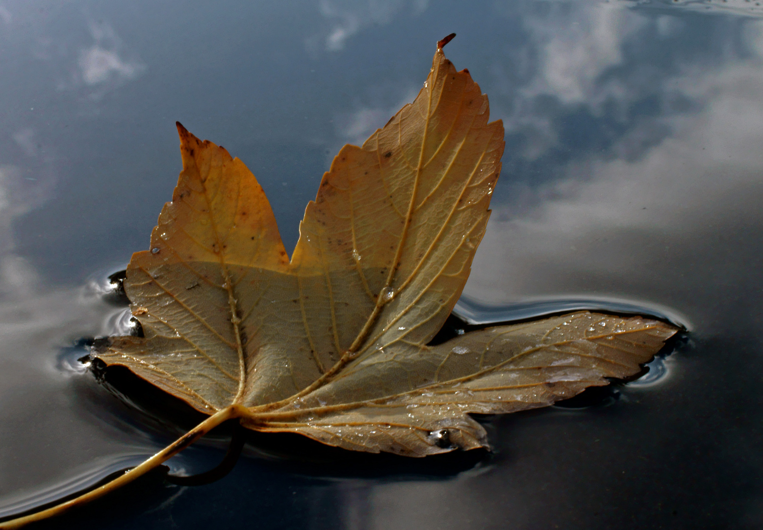 Herbst