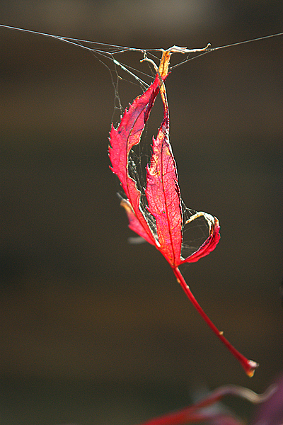 Herbst