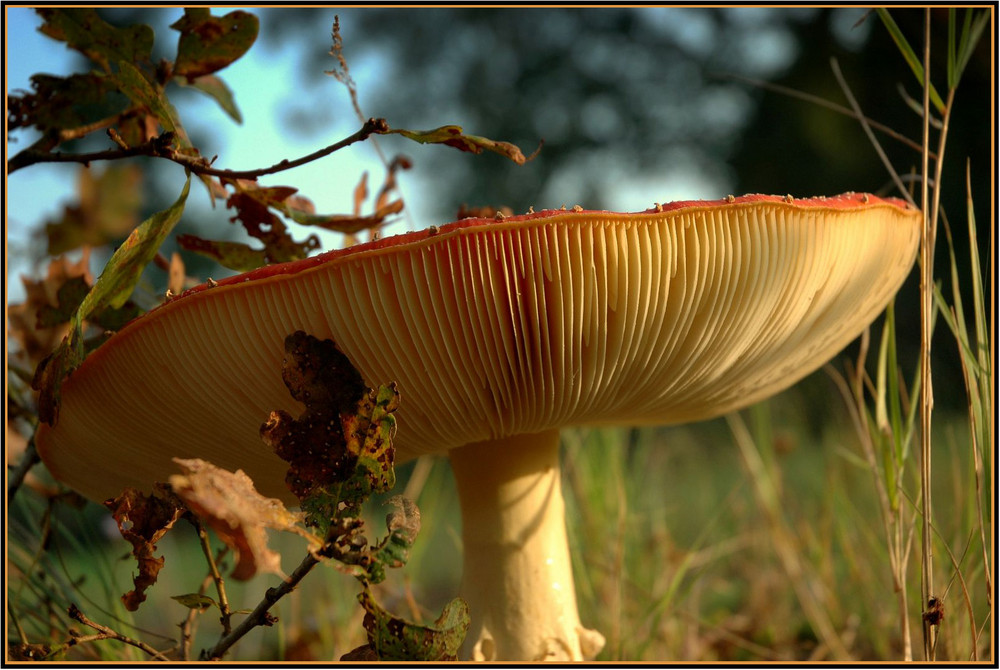 Herbst