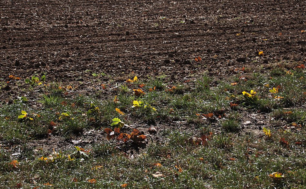 Herbst