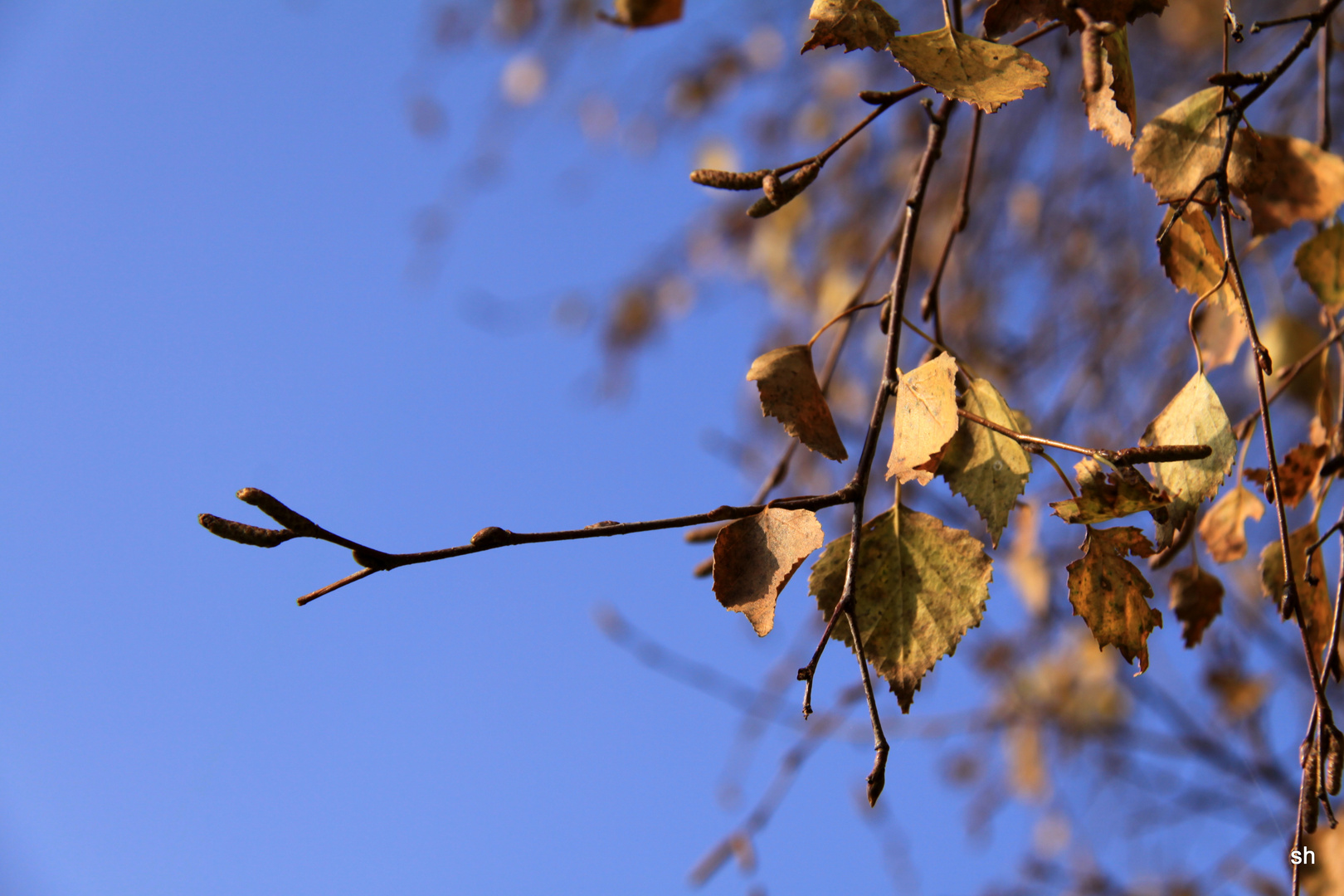 Herbst