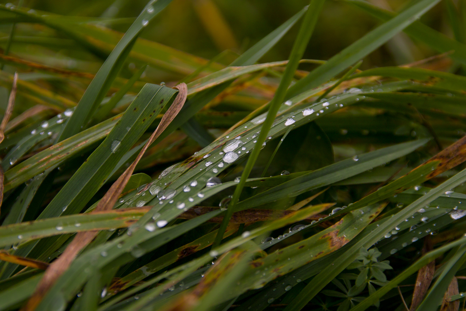 Herbst