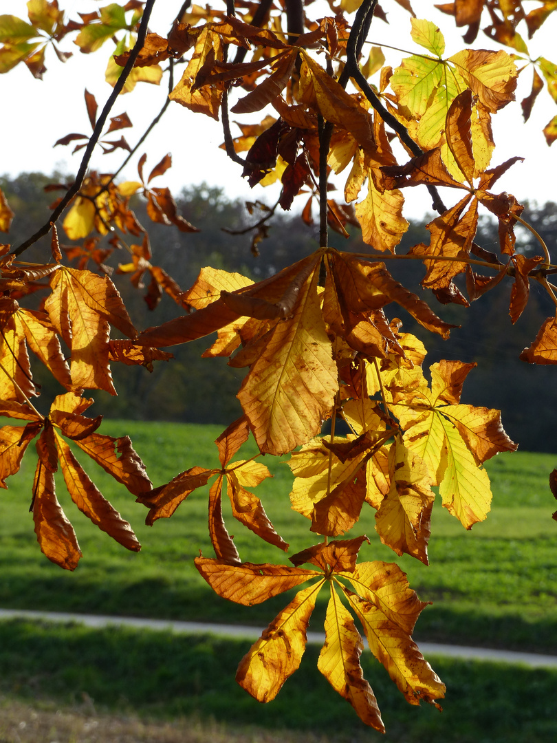 Herbst