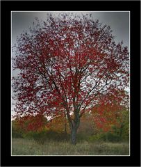 Herbst