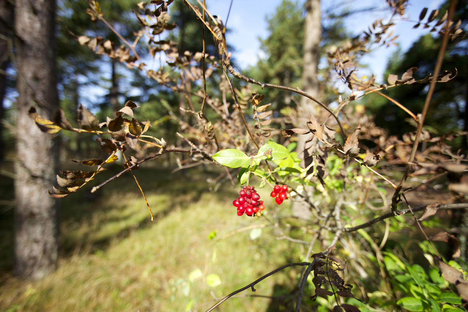 Herbst