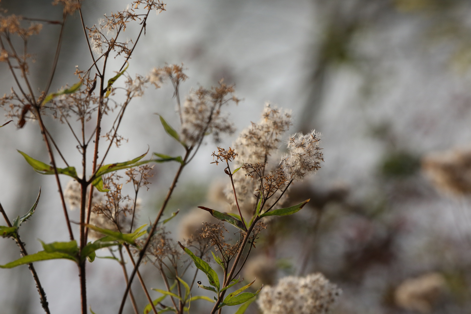 Herbst