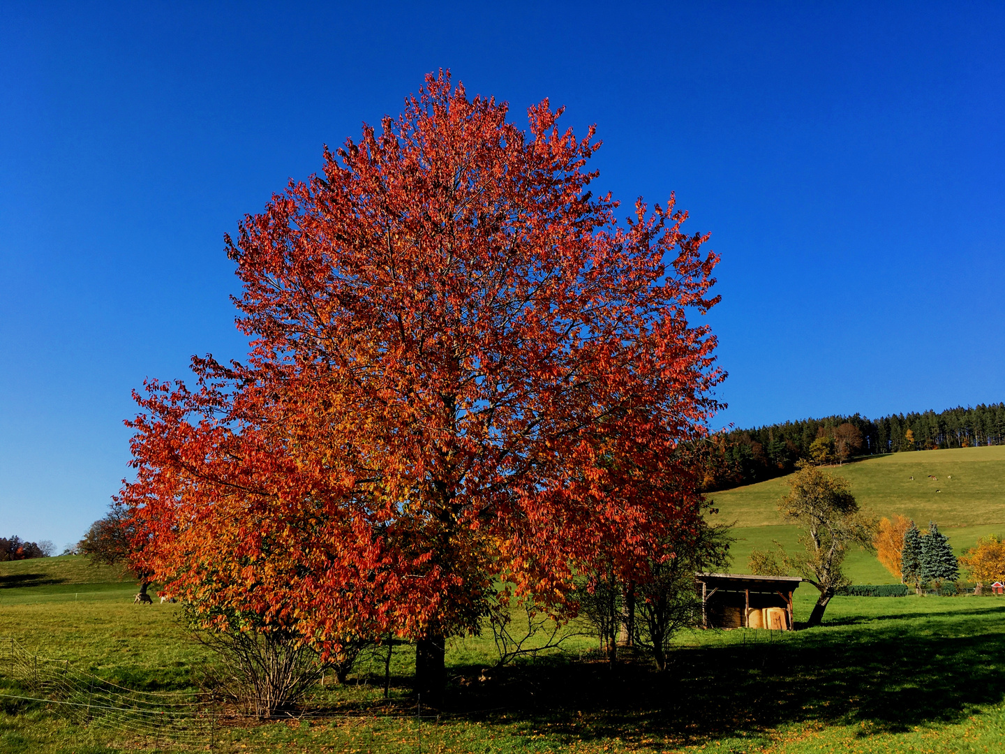 Herbst