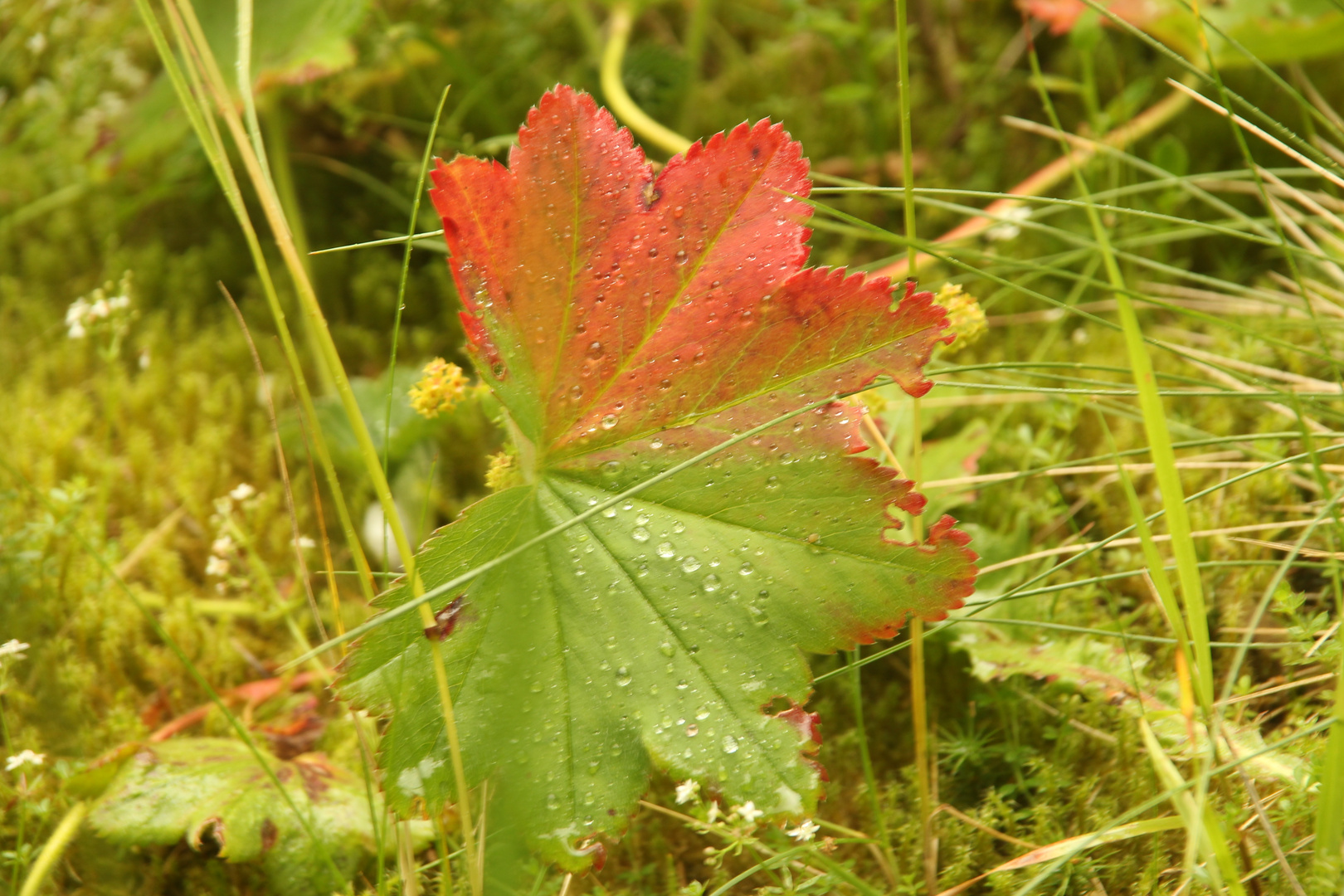 Herbst