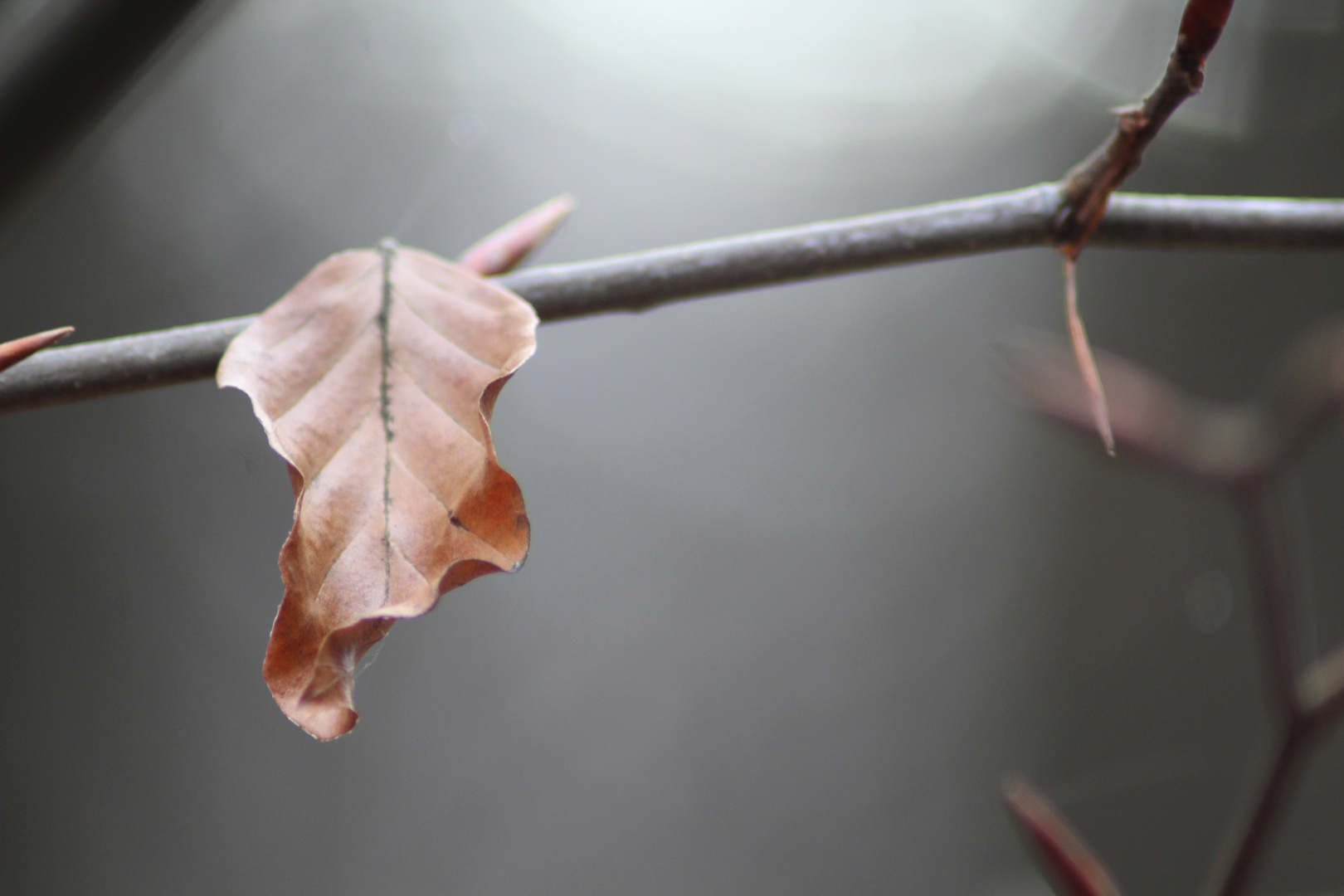 Herbst