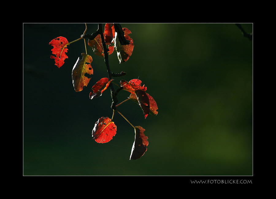 .... Herbst ....